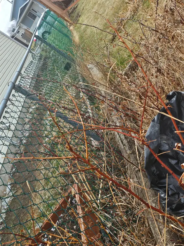 Metal fencing - Photo 2