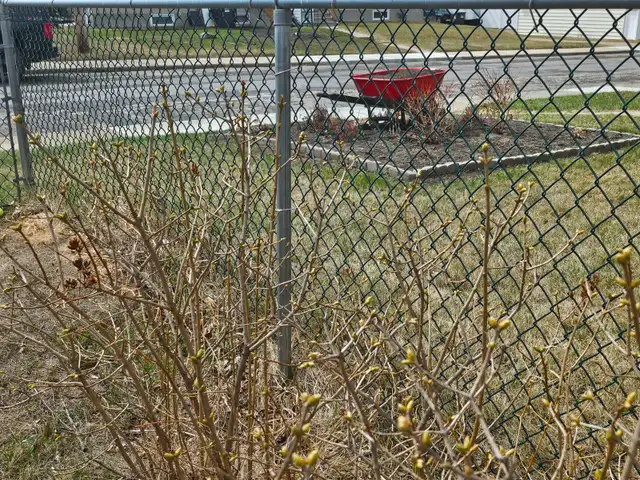 Metal fencing - Photo 3