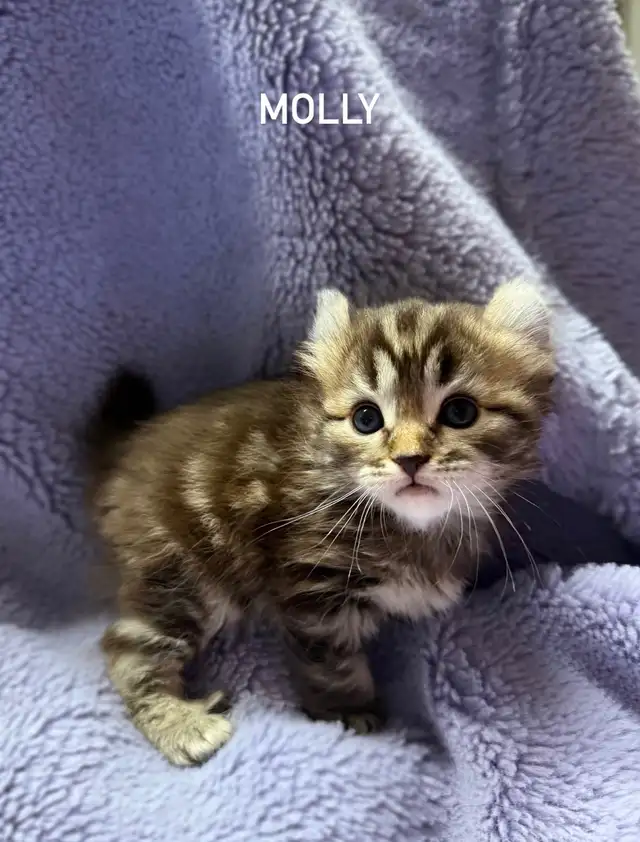 Beautiful Highland Lynx/Mohave Bob Kittens