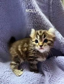 Beautiful Highland Lynx/Mohave Bob Kittens