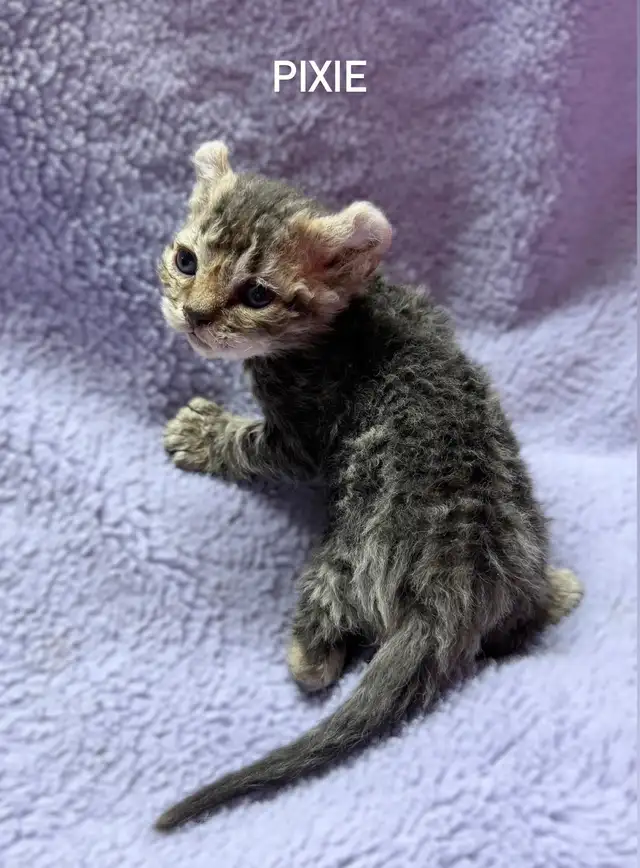 Beautiful Highland Lynx/Mohave Bob Kittens - Photo 2