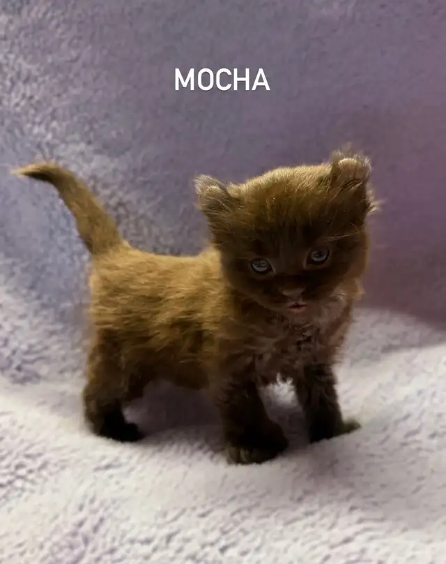 Beautiful Highland Lynx/Mohave Bob Kittens - Photo 3