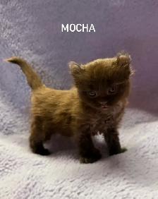 Beautiful Highland Lynx/Mohave Bob Kittens - Photo 3