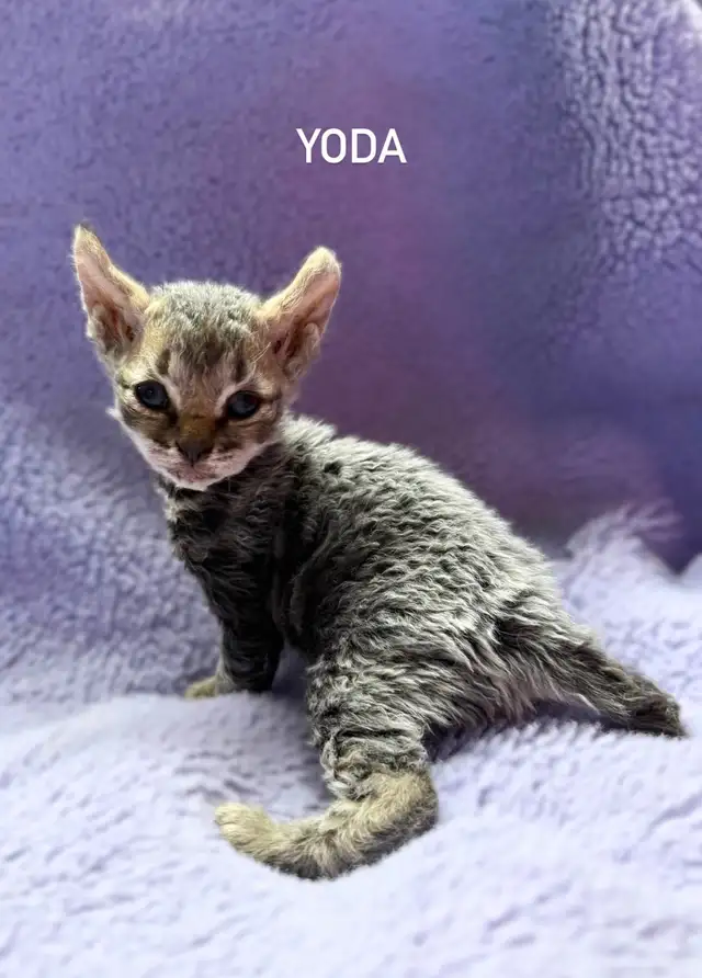 Beautiful Highland Lynx/Mohave Bob Kittens - Photo 4