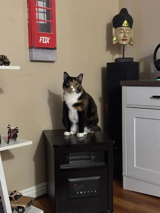 Cat for rehoming - Photo 2