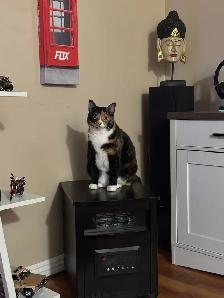 Cat for rehoming - Photo 2