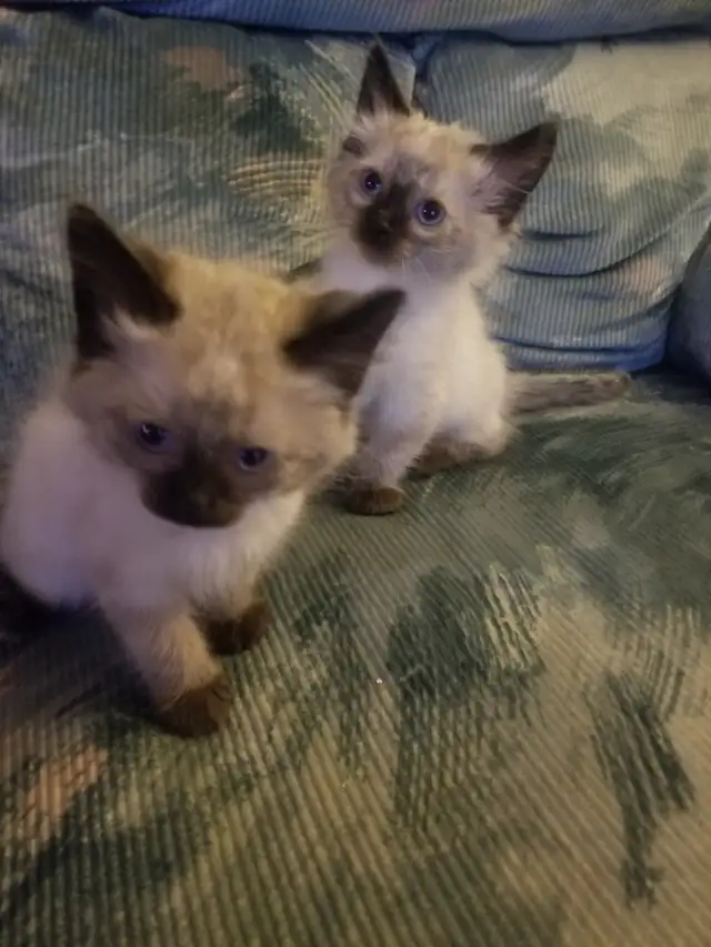 Kitty available - Photo 2