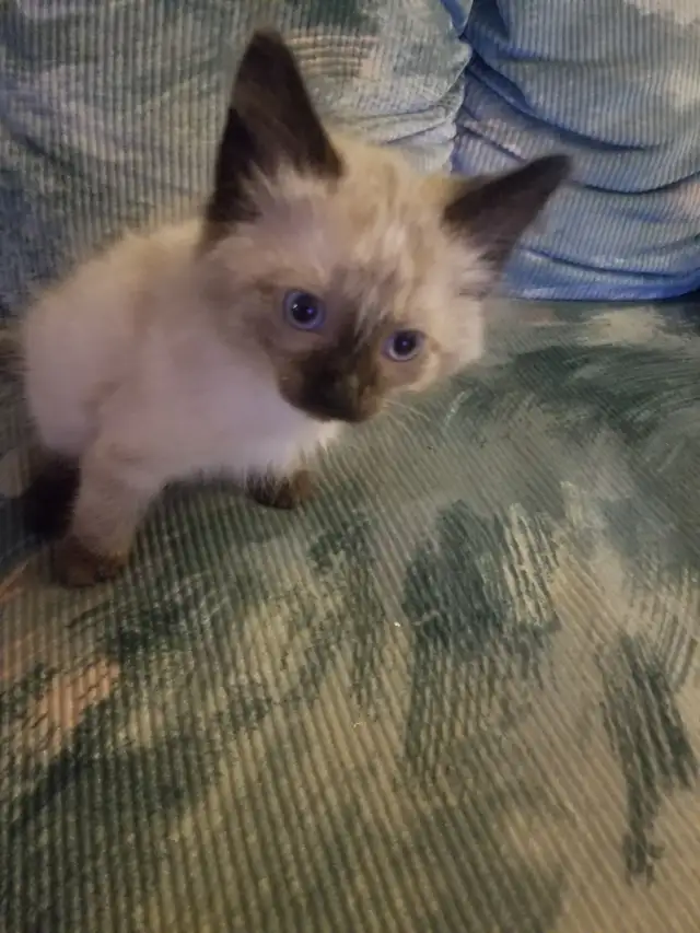 Kitty available - Photo 3