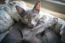 Russian Blue Kitten (FEMALE)