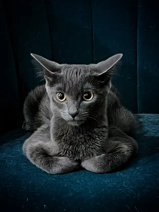 Russian Blue Kitten (FEMALE) - Photo 2