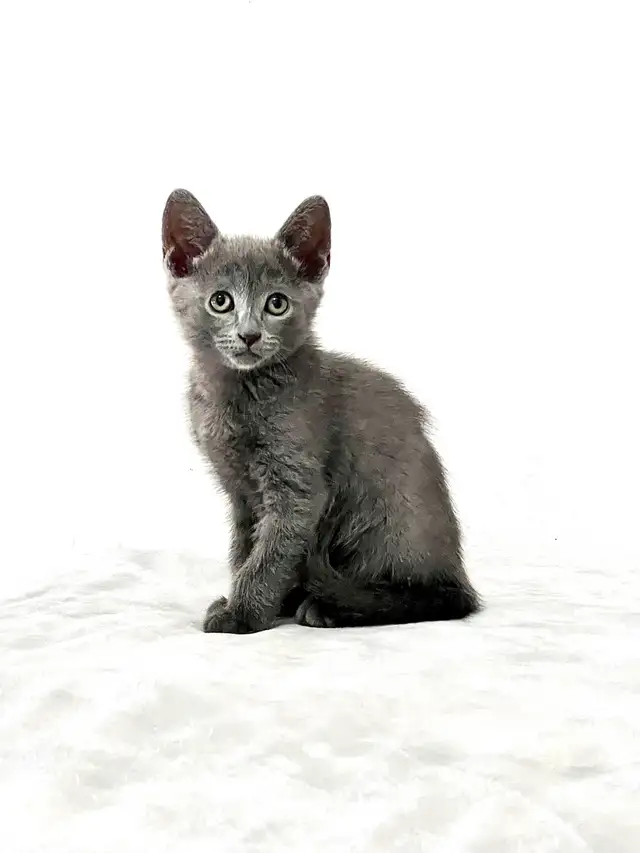 Russian Blue Kitten (FEMALE) - Photo 3