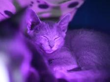 Russian Blue Kitten (FEMALE) - Photo 4