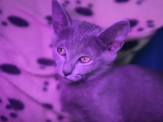 Russian Blue Kitten (FEMALE) - Photo 5