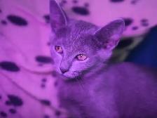 Russian Blue Kitten (FEMALE) - Photo 5