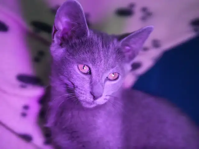 Russian Blue Kitten (FEMALE) - Photo 6