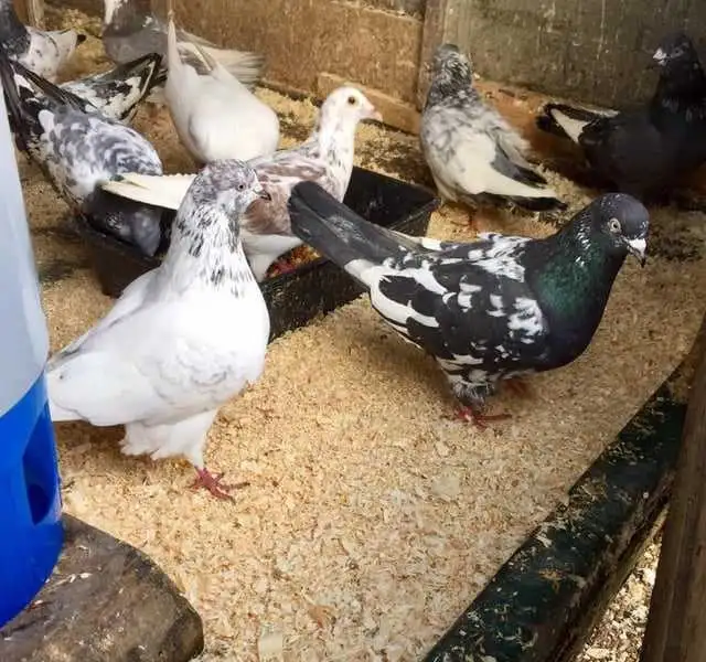 pigeons tippler Pakistan