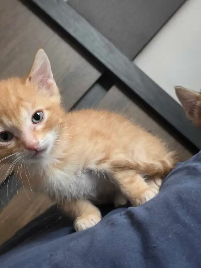 Magnifiques Chatons Bengals Mix à vendre ! - Photo 2