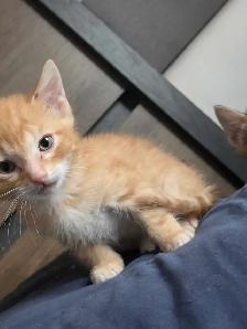 Magnifiques Chatons Bengals Mix à vendre ! - Photo 2