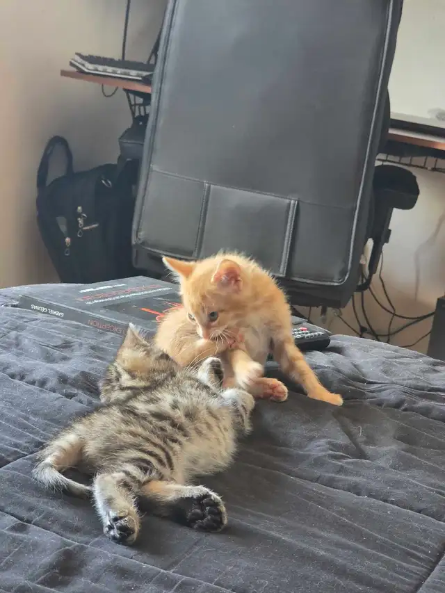 Magnifiques Chatons Bengals Mix à vendre ! - Photo 4