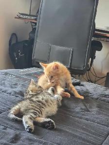 Magnifiques Chatons Bengals Mix à vendre ! - Photo 4