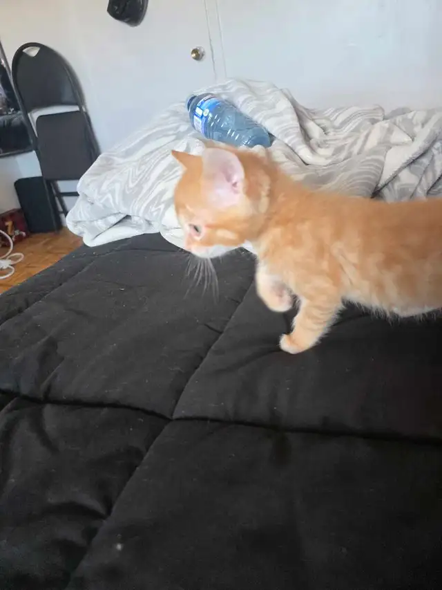 Magnifiques Chatons Bengals Mix à vendre ! - Photo 5