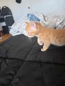Magnifiques Chatons Bengals Mix à vendre ! - Photo 5