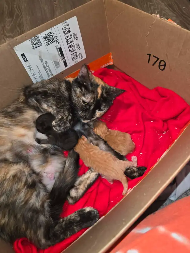 tortoiseshell/maincoon kittens