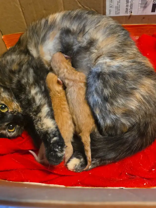 tortoiseshell/maincoon kittens - Photo 2