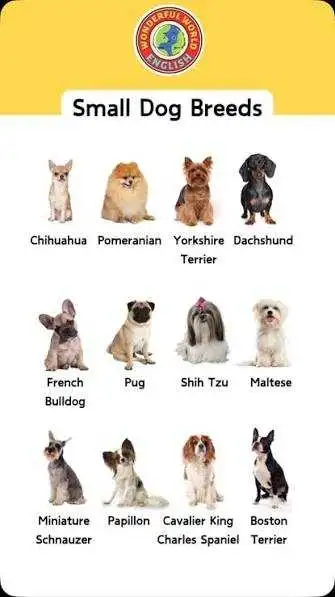 Wanted: Small Female Dog – Loving Companion for Our Papillon