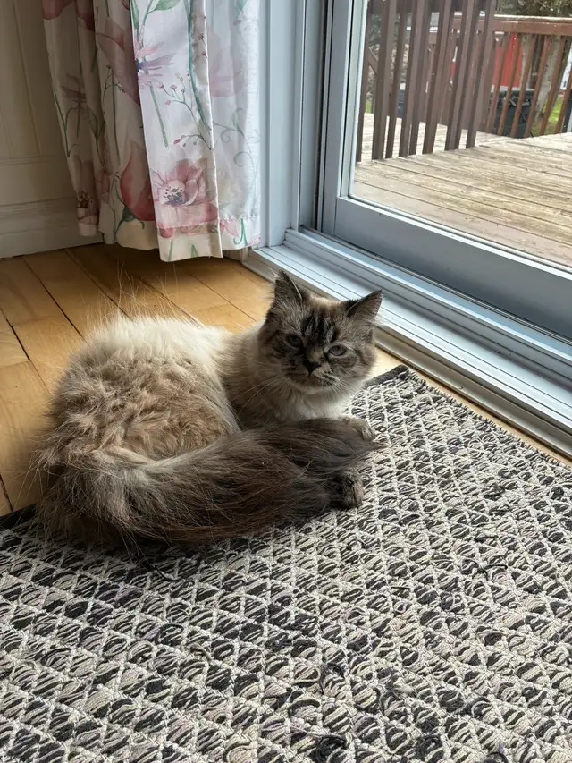 Chattes himalayen et himalayen flame