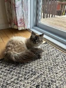 Chattes himalayen et himalayen flame