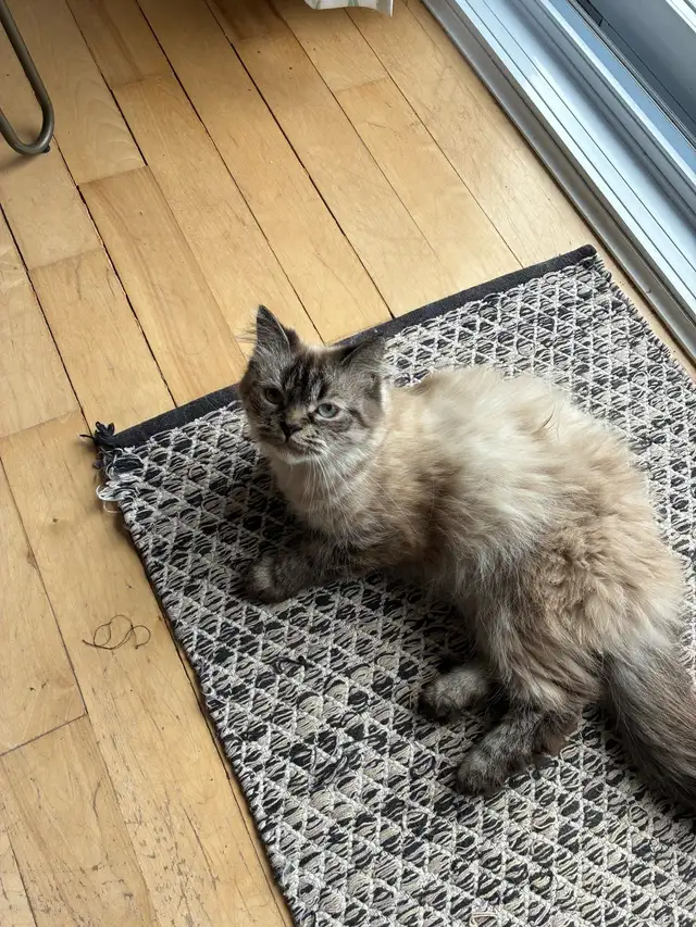 Chattes himalayen et himalayen flame - Photo 2