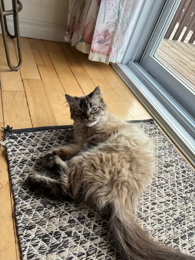 Chattes himalayen et himalayen flame - Photo 3