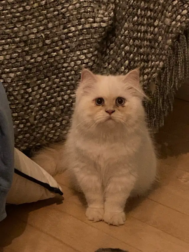 Chattes himalayen et himalayen flame - Photo 5