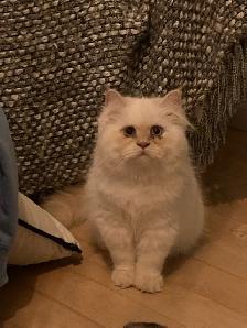 Chattes himalayen et himalayen flame - Photo 5