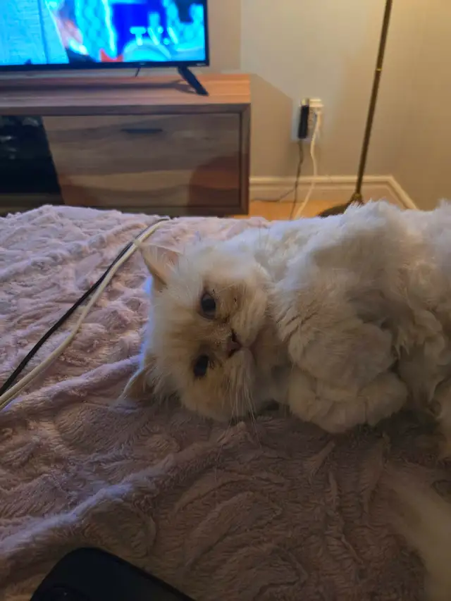 Chattes himalayen et himalayen flame - Photo 6