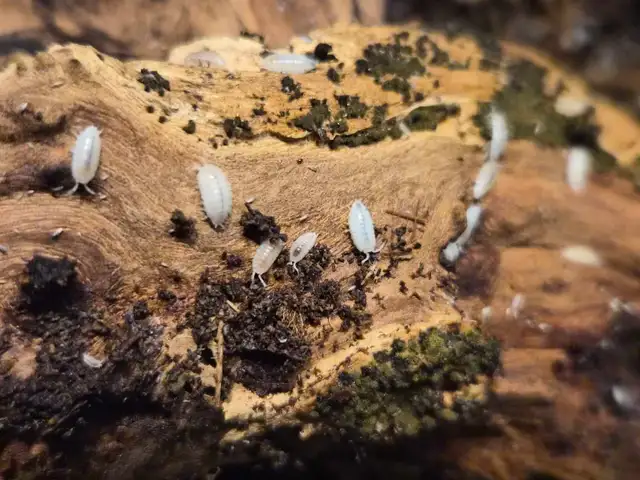 Isopod Sale - Photo 2