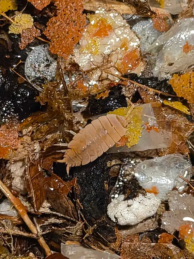 Isopod Sale - Photo 3