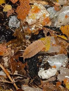 Isopod Sale - Photo 3