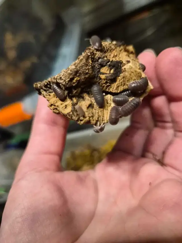 Isopod Sale - Photo 4