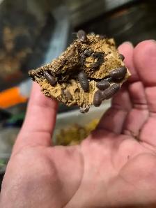Isopod Sale - Photo 4