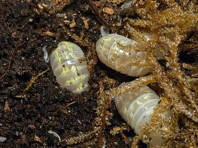 Isopod Sale - Photo 5