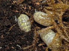Isopod Sale - Photo 5