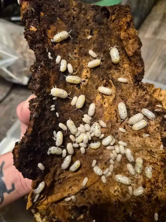 Isopod Sale - Photo 6
