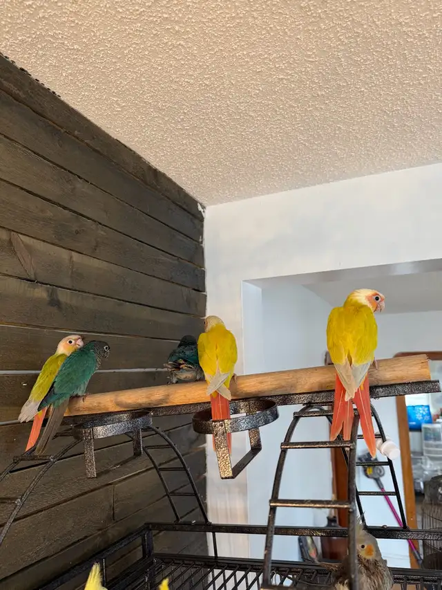 Baby Conure and Cockateil