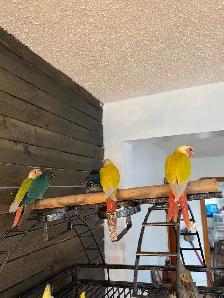 Baby Conure and Cockateil