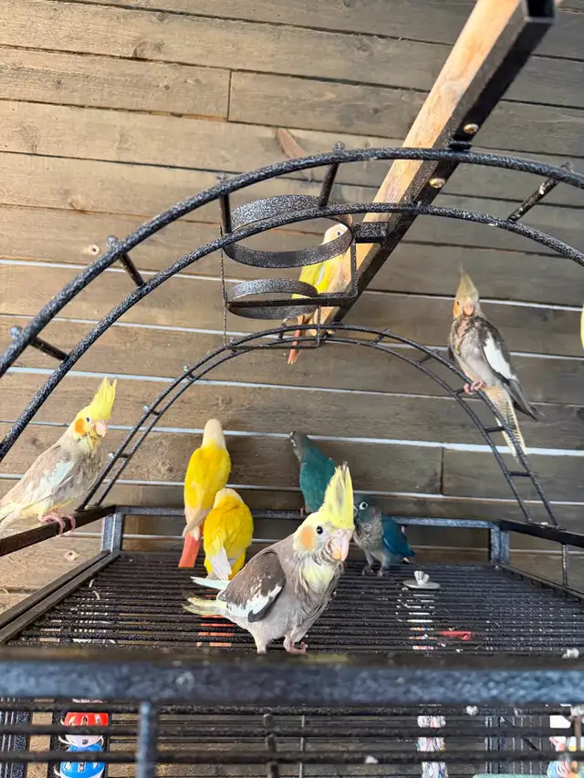 Baby Conure and Cockateil - Photo 2