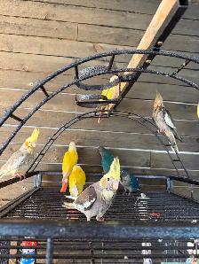Baby Conure and Cockateil - Photo 2