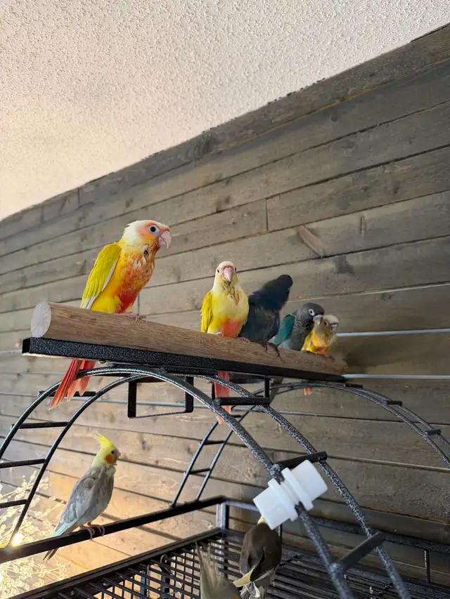 Baby Conure and Cockateil - Photo 3