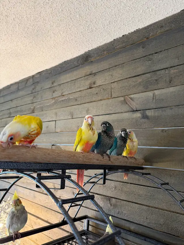 Baby Conure and Cockateil - Photo 4